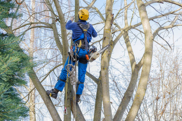 Best Hedge Trimming  in East Bronson, FL