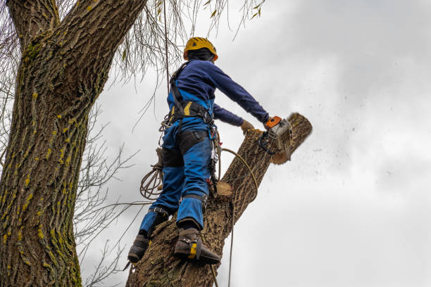 How Our Tree Care Process Works  in  East Bronson, FL